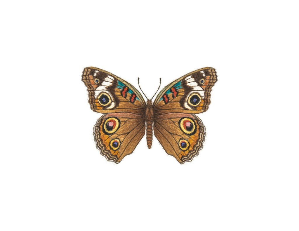 Buckeye Butterfly Paintable Project Digital Download