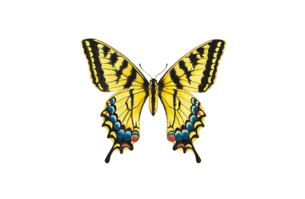 Tiger Swallowtail Butterfly Paintable Project Digital Download