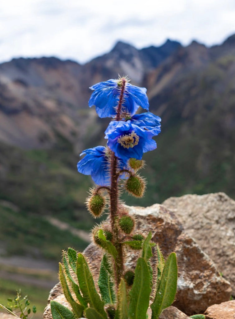 Peacock Holding A Himalayan Poppy In Vatnajökull Set - 2025 Holiday Edition, Half-Pans