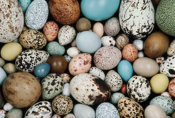 New Wild Bird's Egg PaletteWatercolor Palette, Half-Pans