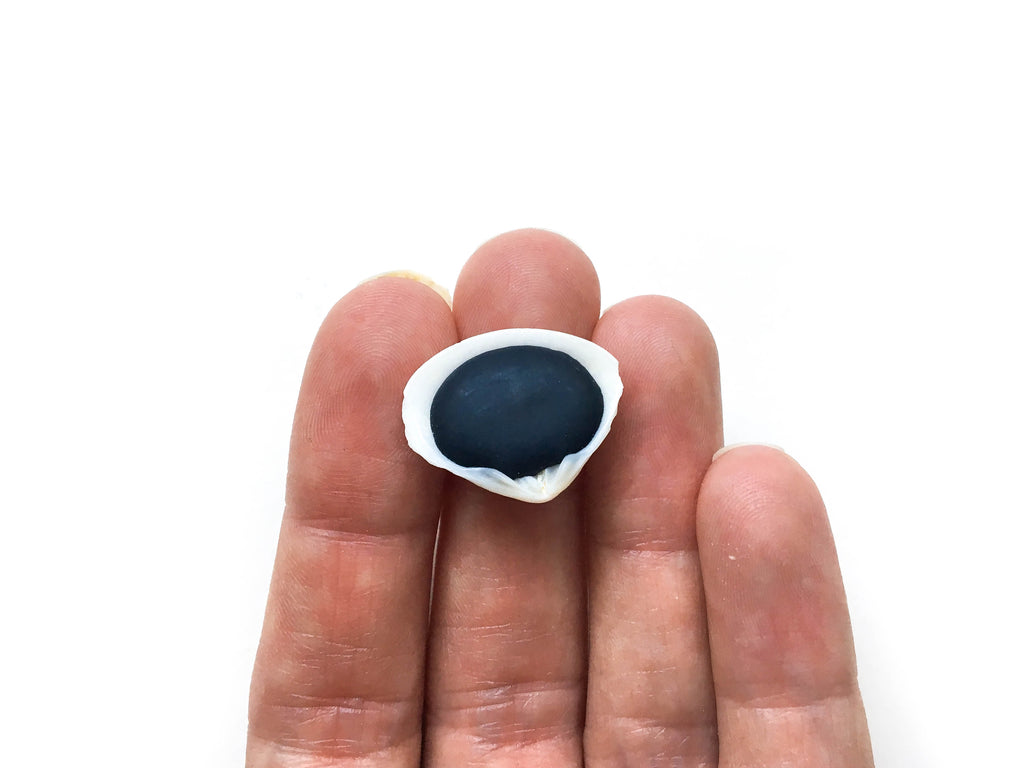 Vivianite (Shell) Limited Edition