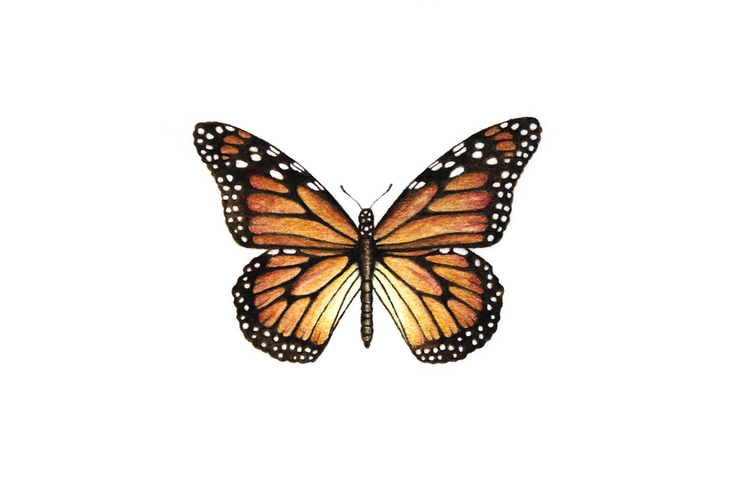 Monarch Butterfly Paintable Project Digital Download