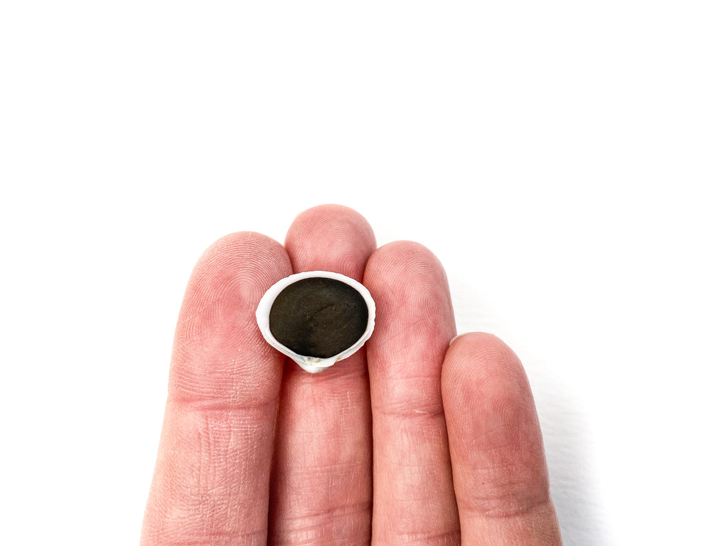 Chromite (Shell)